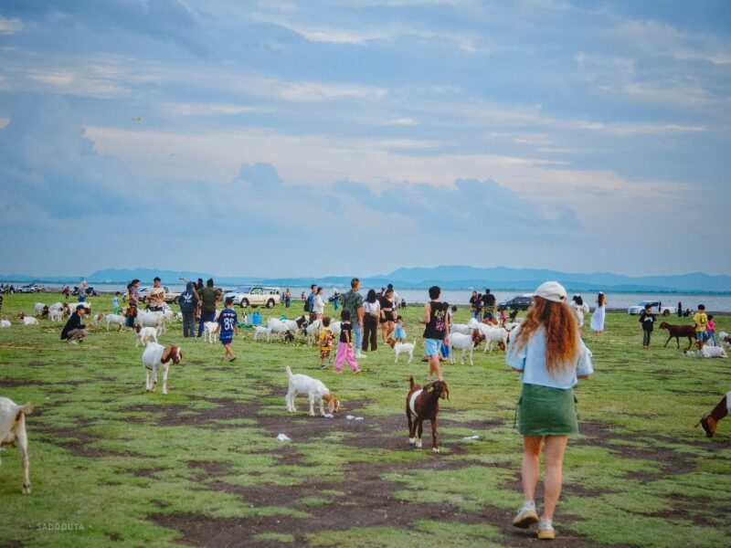 🐐 หนีเมืองไปหา "นิวซีแลนด์เมืองไทย" สัมผัสฝูงแพะและแสงเย็นที่ บ้านท่าฤทธิ์ สระบุรี 5 BanThaRit 002
