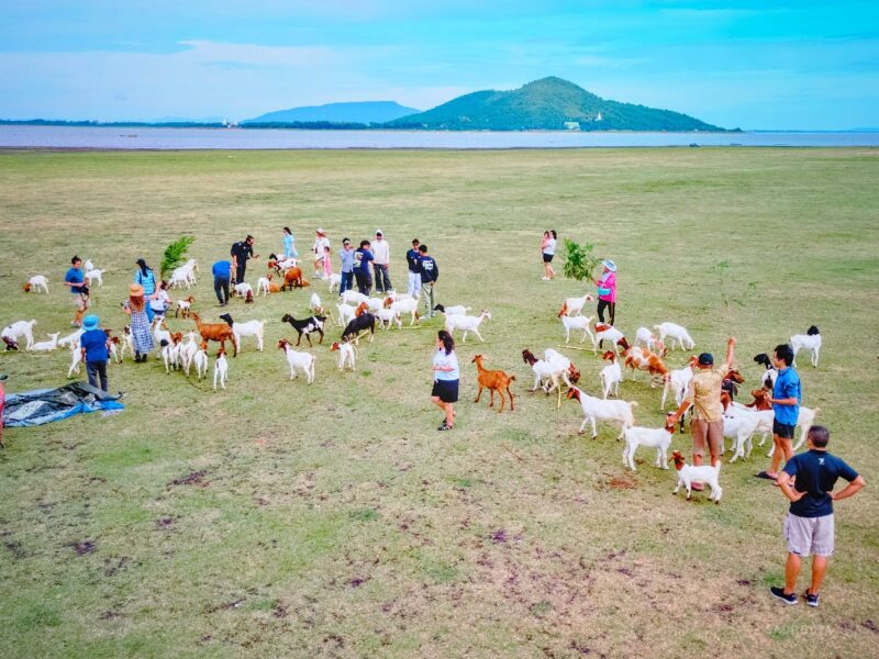 🐐 หนีเมืองไปหา "นิวซีแลนด์เมืองไทย" สัมผัสฝูงแพะและแสงเย็นที่ บ้านท่าฤทธิ์ สระบุรี 4 BanThaRit 003