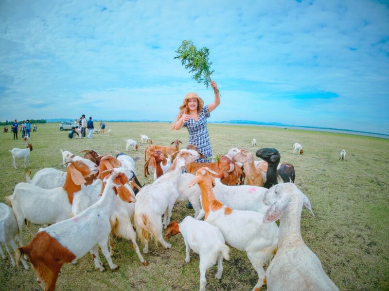 🐐 หนีเมืองไปหา "นิวซีแลนด์เมืองไทย" สัมผัสฝูงแพะและแสงเย็นที่ บ้านท่าฤทธิ์ สระบุรี 2 BanThaRit 004