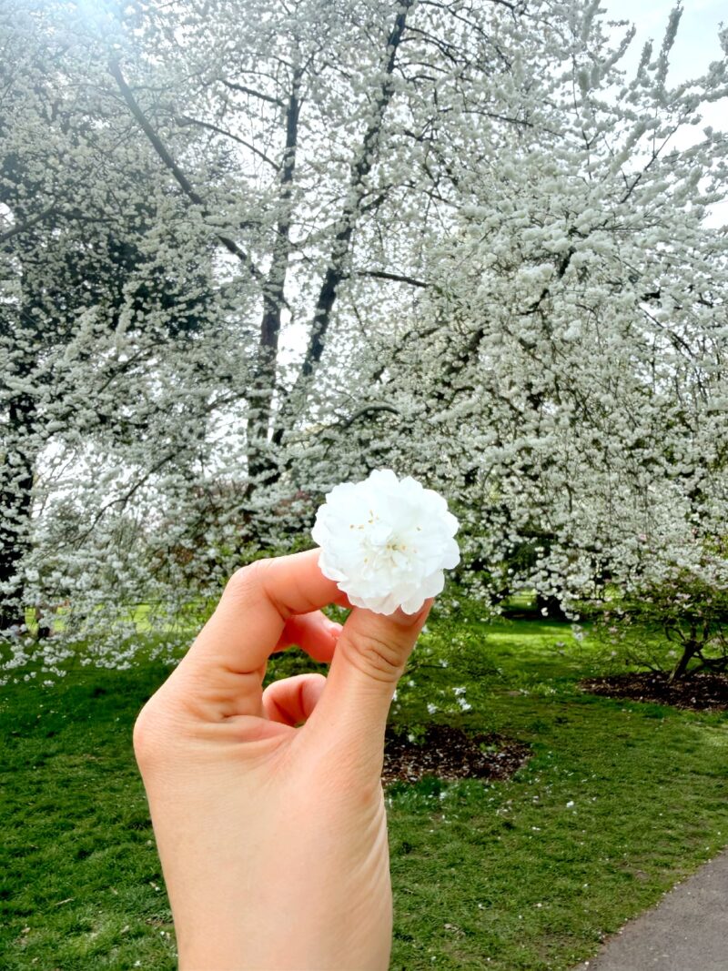 หนีร้อนไปพึ่งเย็น! ปักหมุดชม "ซากุระอังกฤษ" ที่ Kew Gardens ลอนดอน ฉบับปี 2026 9 IMG 0059