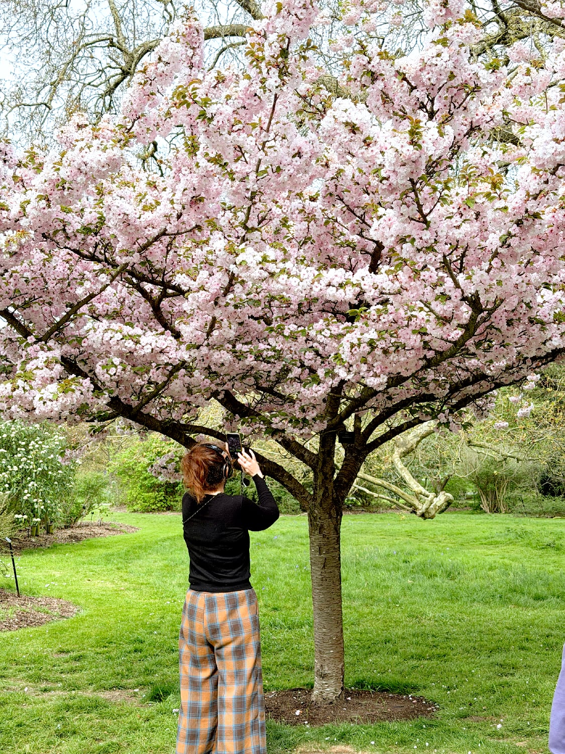 หนีร้อนไปพึ่งเย็น! ปักหมุดชม "ซากุระอังกฤษ" ที่ Kew Gardens ลอนดอน ฉบับปี 2026 7 IMG 9298