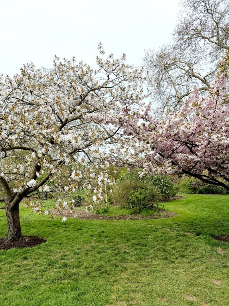 หนีร้อนไปพึ่งเย็น! ปักหมุดชม "ซากุระอังกฤษ" ที่ Kew Gardens ลอนดอน ฉบับปี 2026 8 IMG 9299