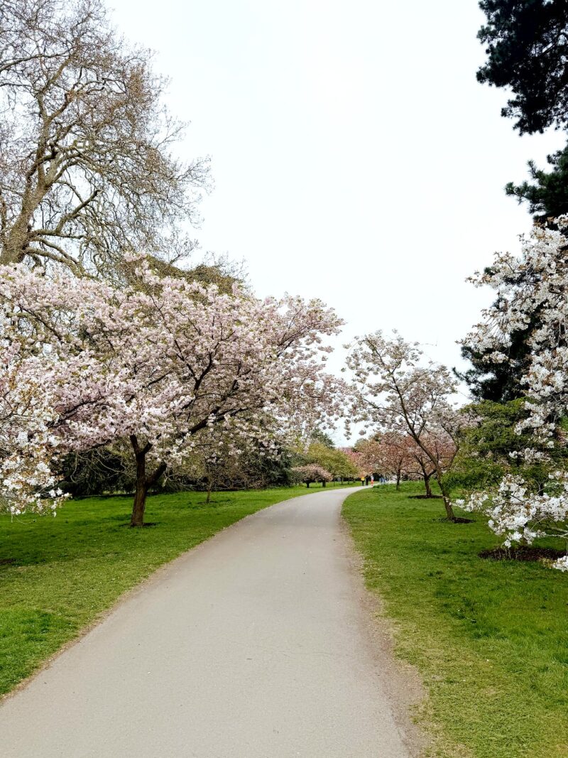 หนีร้อนไปพึ่งเย็น! ปักหมุดชม "ซากุระอังกฤษ" ที่ Kew Gardens ลอนดอน ฉบับปี 2026 1 IMG 9300