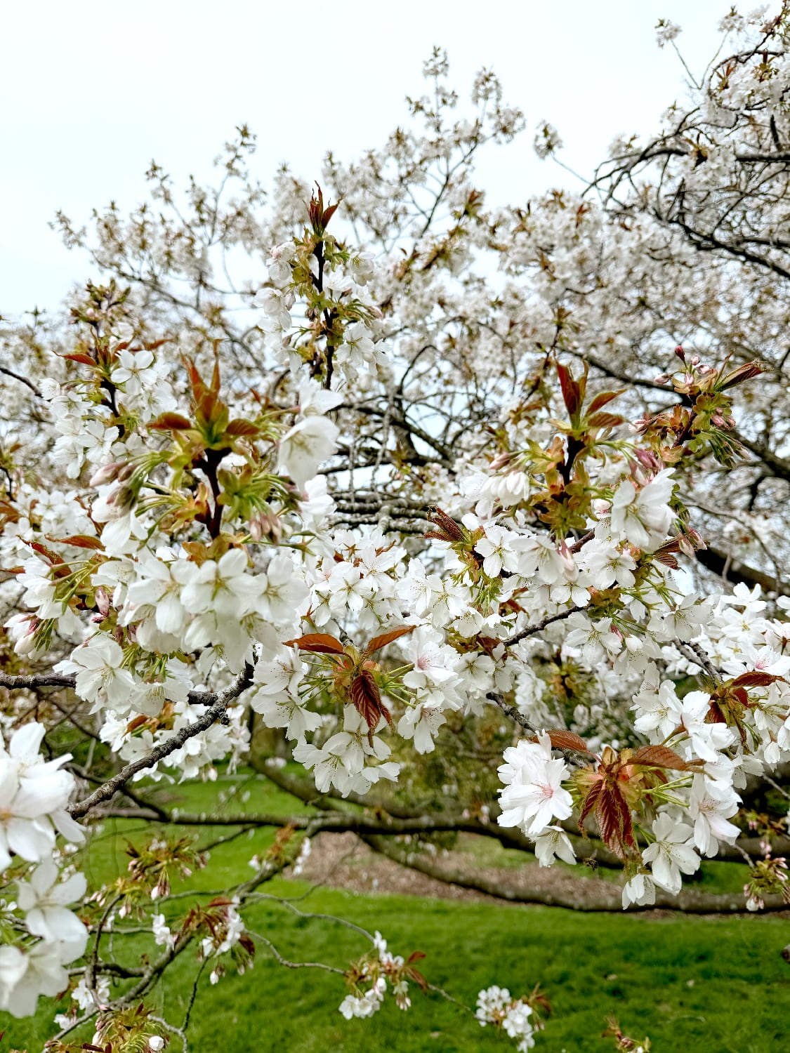 หนีร้อนไปพึ่งเย็น! ปักหมุดชม "ซากุระอังกฤษ" ที่ Kew Gardens ลอนดอน ฉบับปี 2026 4 IMG 9303