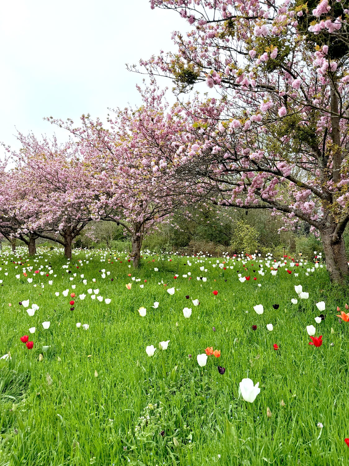 หนีร้อนไปพึ่งเย็น! ปักหมุดชม "ซากุระอังกฤษ" ที่ Kew Gardens ลอนดอน ฉบับปี 2026 6 IMG 9432