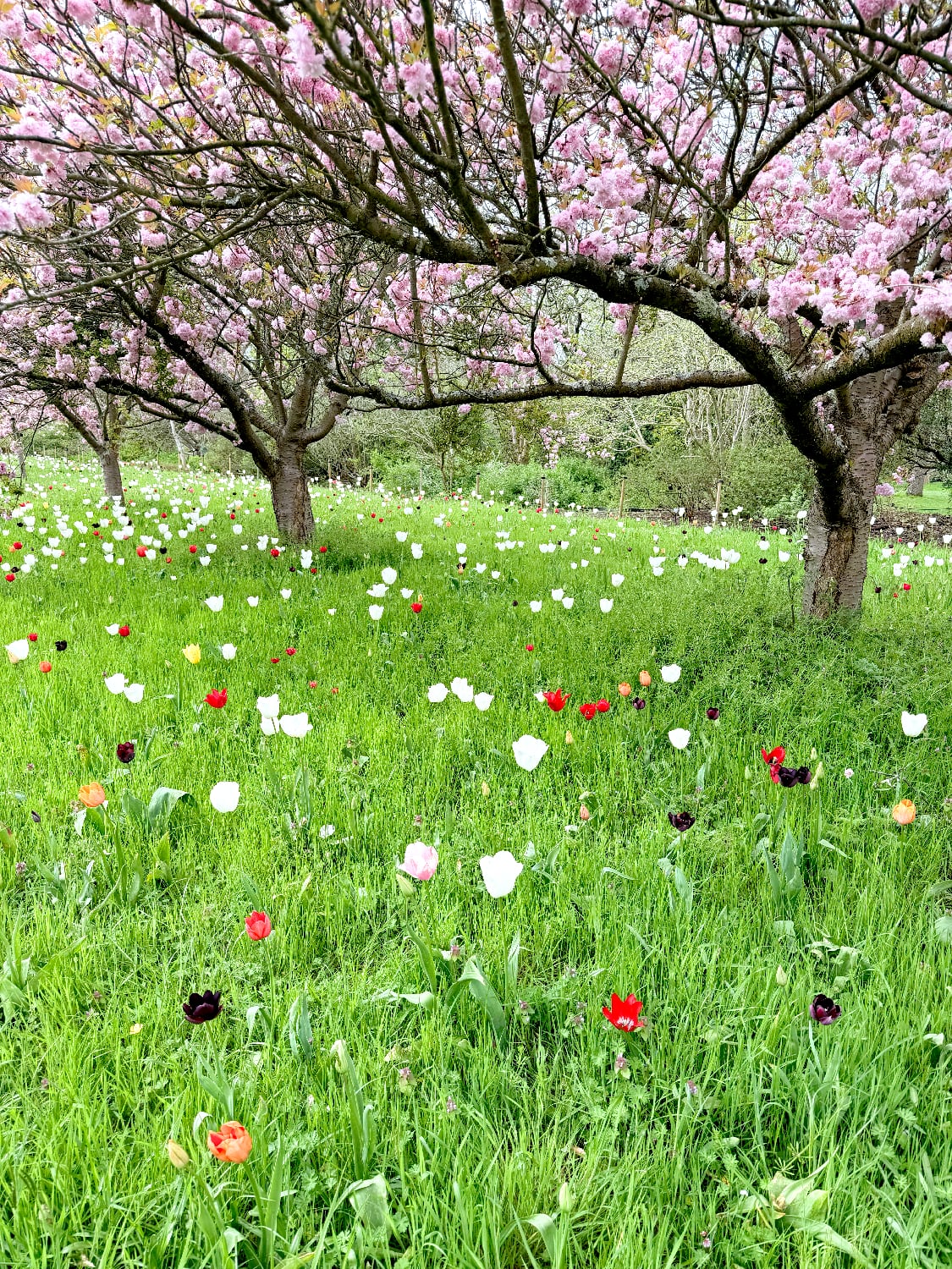 หนีร้อนไปพึ่งเย็น! ปักหมุดชม "ซากุระอังกฤษ" ที่ Kew Gardens ลอนดอน ฉบับปี 2026 3 IMG 9511