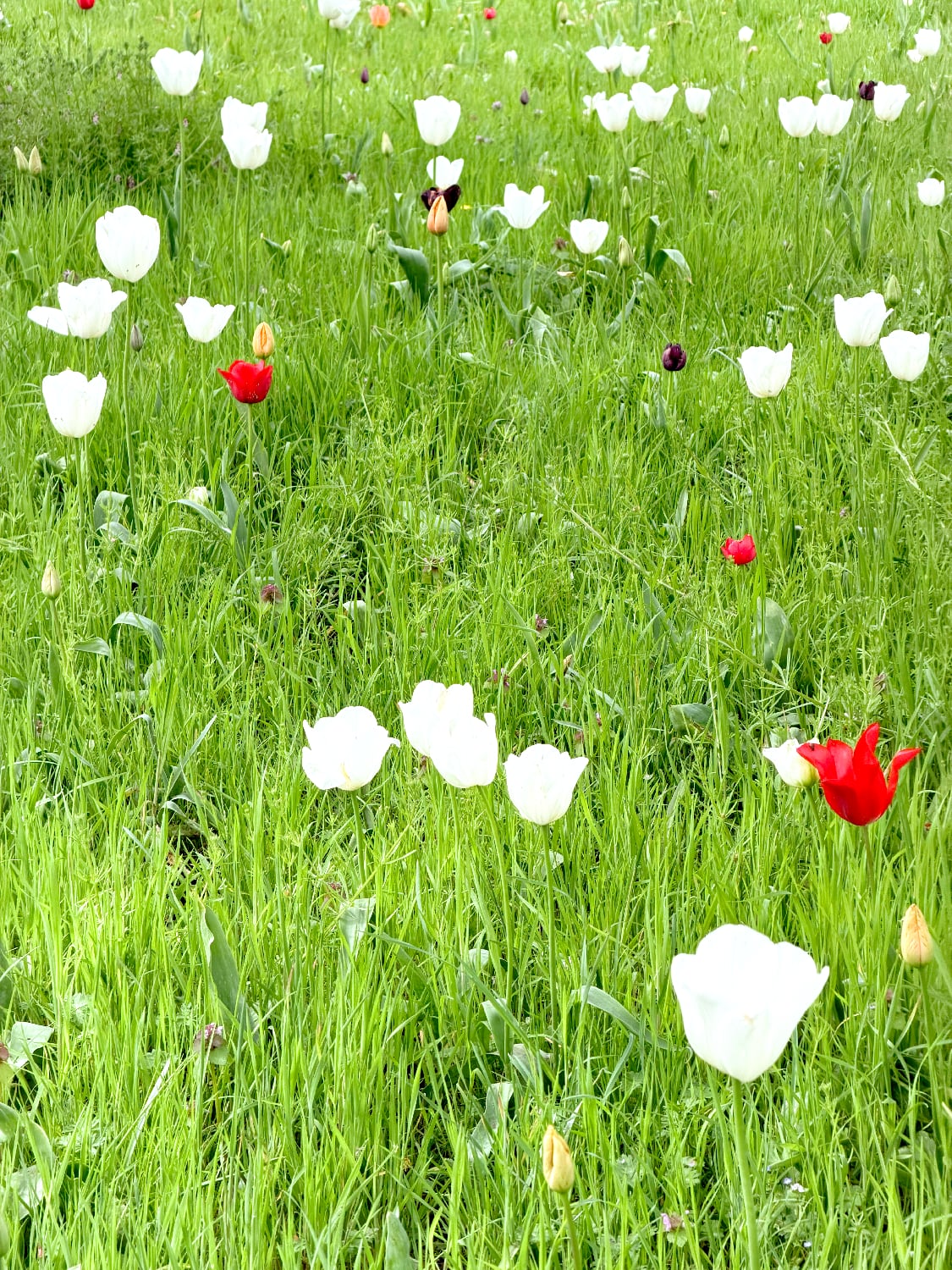 หนีร้อนไปพึ่งเย็น! ปักหมุดชม "ซากุระอังกฤษ" ที่ Kew Gardens ลอนดอน ฉบับปี 2026 5 IMG 9512